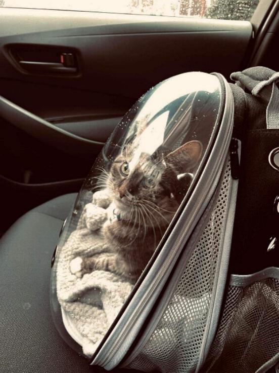 96_ym_smallestfeline_rplath.jpg