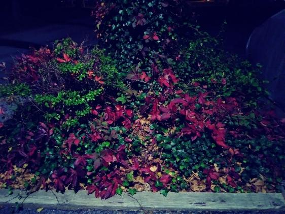 97_ym_myspecialgarden_soriano.jpg